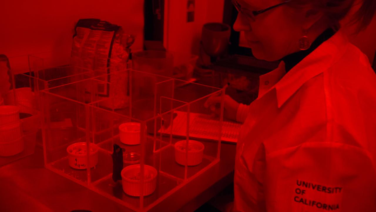 Whistler tests a mouse's ability to learn new rules. Mice who experience opioid withdrawal are less able to learn new rules. In this experiment, the red light mimics darkness, allowing Whistler to study the mice's behavior at night. David Slipher/UC Davis Jennifer Whistler