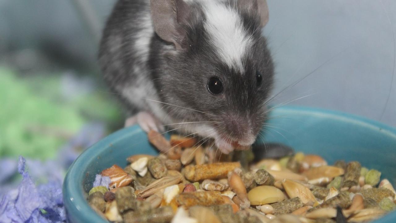 In a study appearing in Endocrinology, researchers identified the hormone fibroblast growth factor-21 (FGF21) as a control for regulating dietary protein intake in male mice. Pixabay In a study appearing in Endocrinology, researchers identified the hormone fibroblast growth factor-21 (FGF21) as a control for regulating dietary protein intake in male mice. Pixabay
